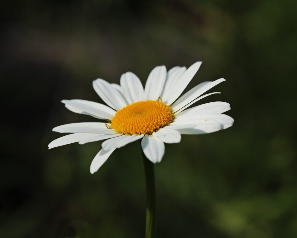 daisy-3471286_1280